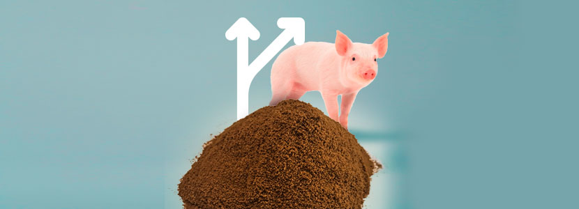 Una solución alternativa al óxido de zinc para la producción porcina