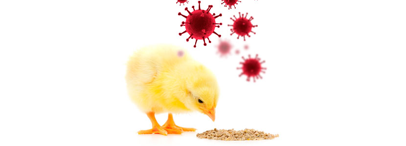Availa<sup>®</sup>Zn mejora la respuesta inmune de las aves de corral