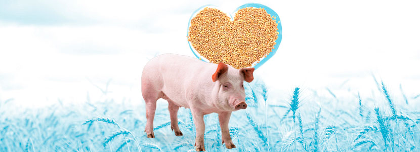 Endofeed DC, optimizando el crecimiento en cerdos de engorde