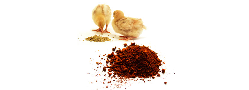 Cómo afectan las diversas fuentes de cobre en los pollos...