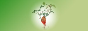 Batata (<i>Ipomoea batatas</i>)