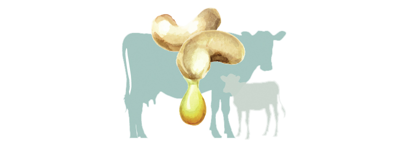 La cetosis subclínica, un problema de rebaño en la ganadería actual