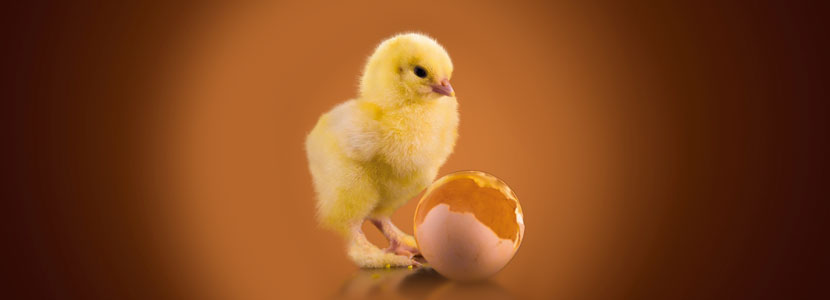 Alimentación perinatal en pollitos. Parte 1 – Nutrición <i>in ovo</i>