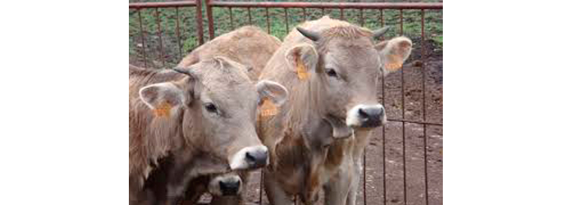 Importancia de la alimentación en vacas durante la gestación temprana