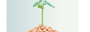Fuentes alternativas de proteína a la importación de soja
