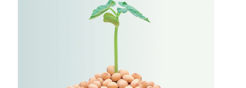 Fuentes alternativas de proteína a la importación de soja
