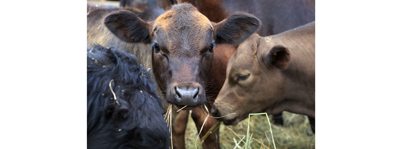 La restricción proteica en vacas gestantes afecta al ternero