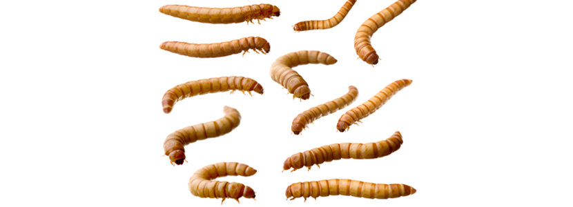 La harina de gusanos para alimentación animal y el medio ambiente