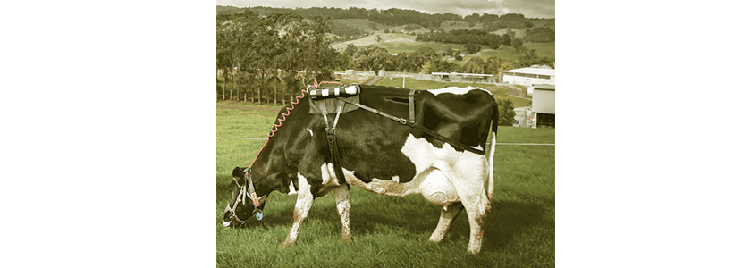 ¿Cuánto metano eructan nuestras vacas?
