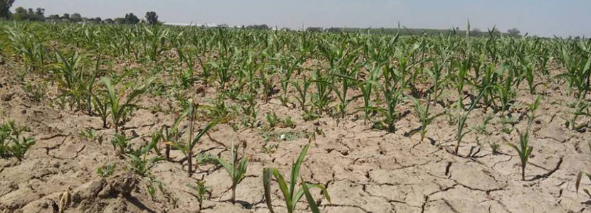 Bruselas adelantará las ayudas de la PAC a los afectados por la sequía