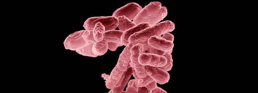 Componentes bioactivos . Nuestros nuevos aliados frente a E. coli