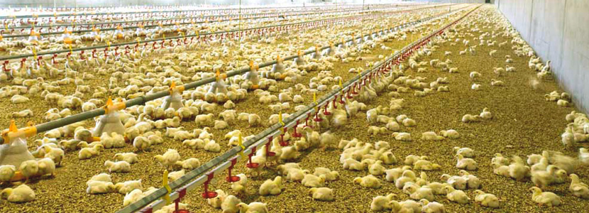 Las pautas para entender el sector actual avícola en España