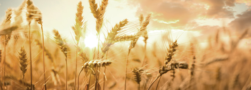 Variedades de trigo resistentes a la sequía y al cambio climático