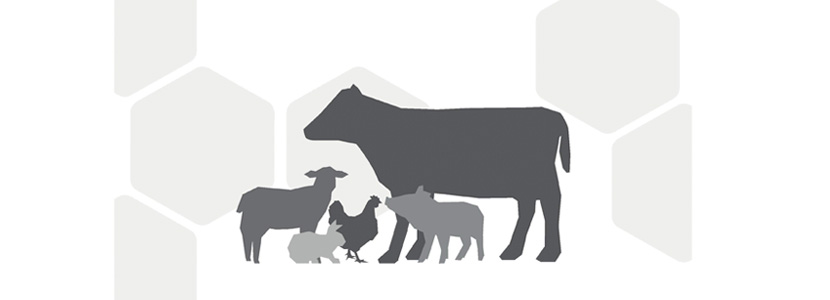 Acciones para la reducción del uso de antibióticos en ganadería