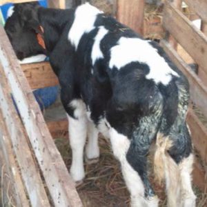 Newborn calves 