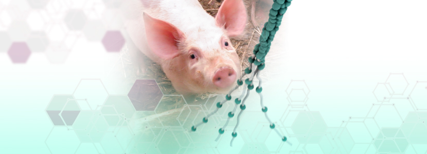 Uso de proteínas con actividad biológica en nutrición porcina