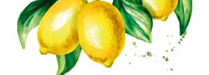 Materia prima . Hoja de cítricos, subproducto de poda, “Citrus limon”