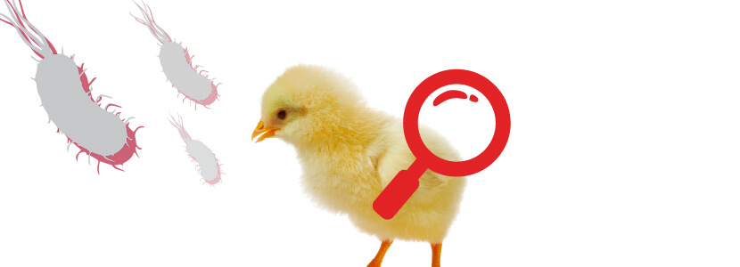 El probiótico específico en pro de la seguridad alimentaria en pollos