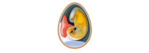 Alimentación perinatal en pollitos. Primeras horas y días de vida