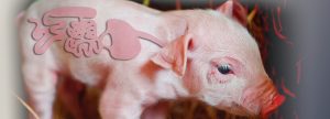 “Gut health” and antimicrobial resistance