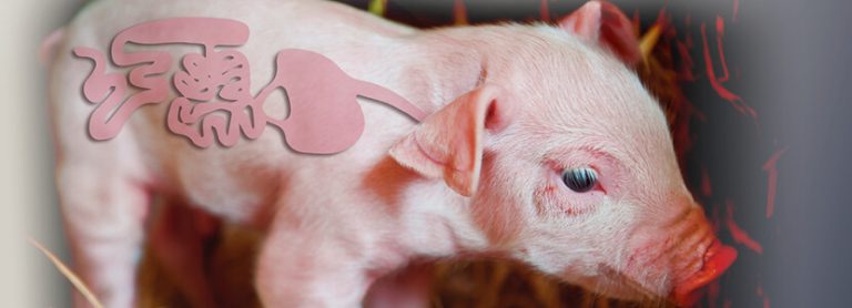 “Gut health” and antimicrobial resistance
