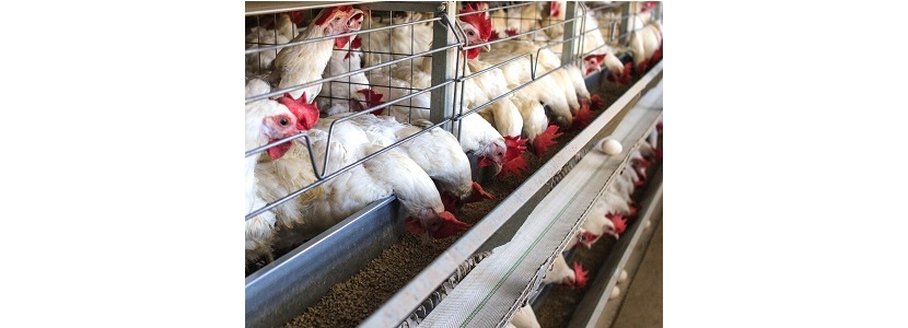 Dietas de gallinas ponedoras: Contenido de trimetilamina de los huevos