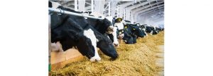 ¿Cómo actúa el propilenglicol en la alimentación de vacas lecheras?