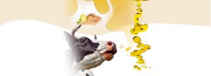 Influencia de la grasa de la dieta en la microbiota ruminal. Parte II