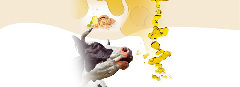Dietary fat and its influence on rumen microbiota. Part II