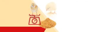 Nueva perspectiva en el uso de preiniciadores en pollos de carne