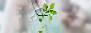 ¿Pueden los Aditivos fitogénicos reemplazar a  los Antibióticos (AGP)?