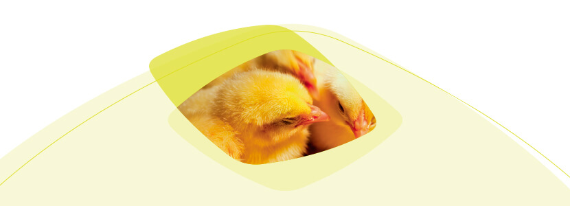 Estrategias naturales para la mejora de la reproducción en avicultura