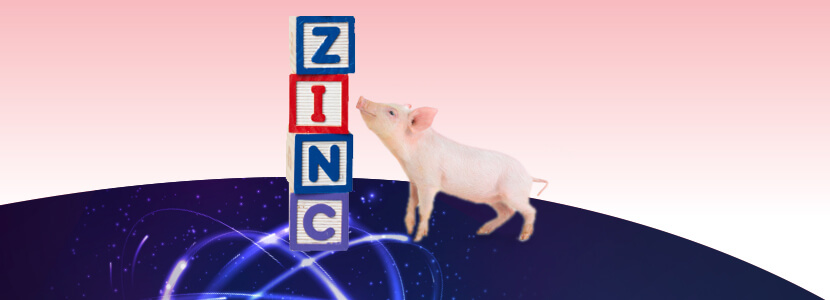 El zinc un micromineral macroimportante en la producción porcina