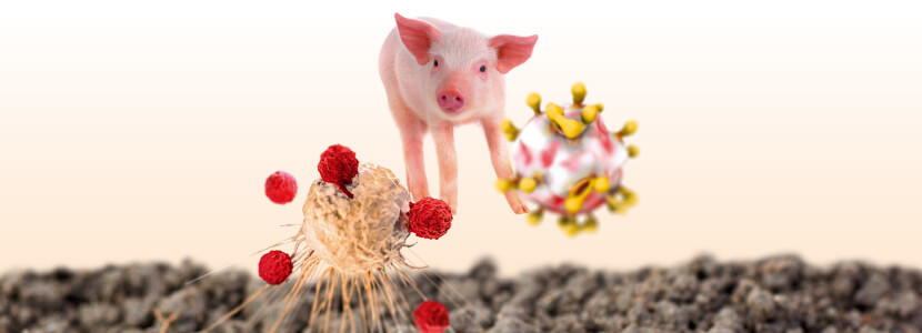 Efectos de los ácidos húmicos & fúlvicos en cerdos