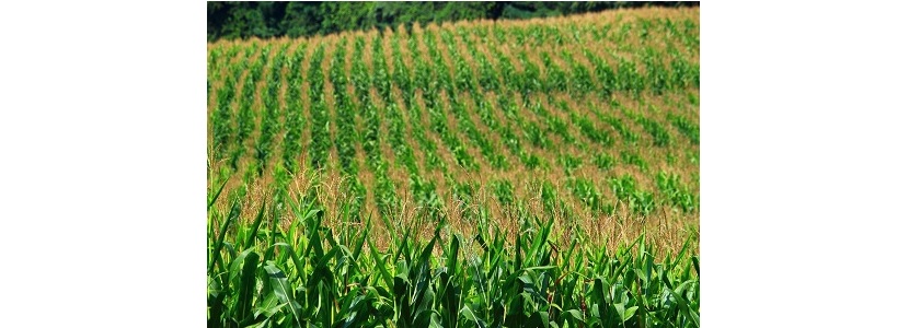 Cotizaciones del maíz continúan al alza en Brasil