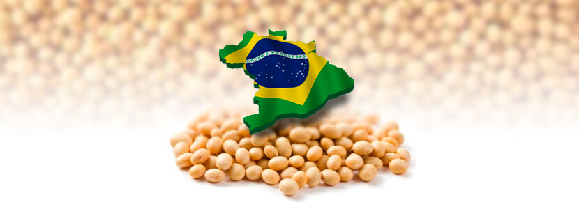 Soybean exports decline in Brasil
