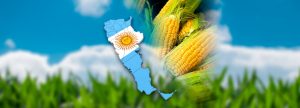 Argentina: Siembra de maíz avanza 20% para área prevista campaña 2019/20