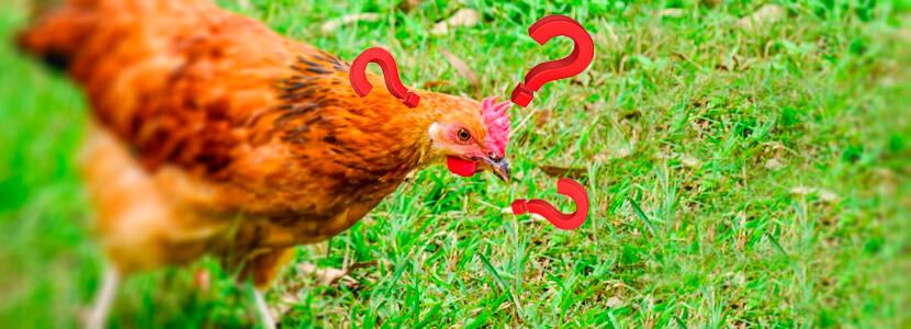Pastoreo Racional Voisin ¿Disminuye el Costo de Alimentación Avícola?