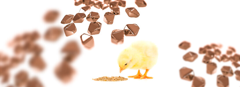 Evaluación de dietas con nanopartículas de cobre en pollos de engorde