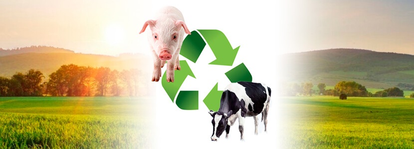Reciclaje de excretas de cerdos: Alimento para ganado bovino