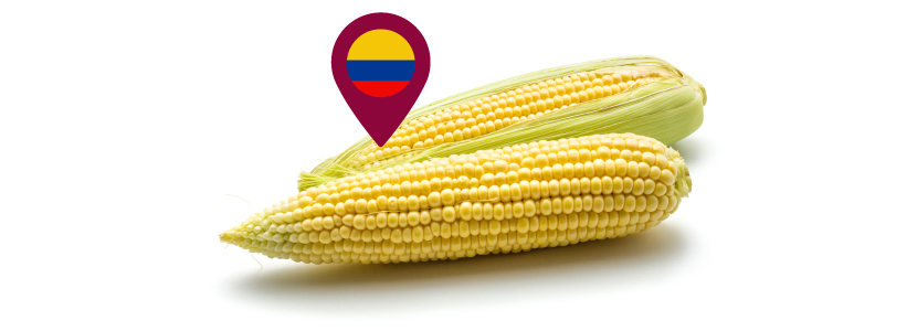 Reactivación del programa de maíz para Colombia
