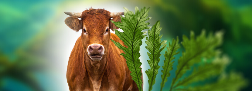 Seaweed: a potential fodder alternative for cattle in arid climates?