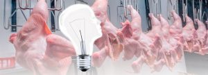 El futuro de la industria avícola