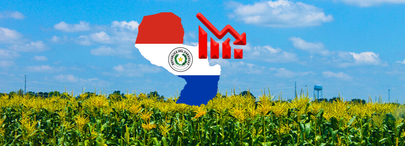 En Paraguay se prevé una reducción para superficie sembrada de maíz