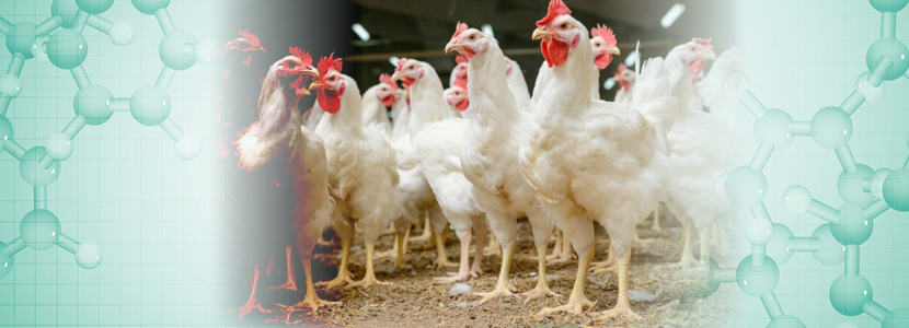 Optimización del suministro mineral en pollos de engorde