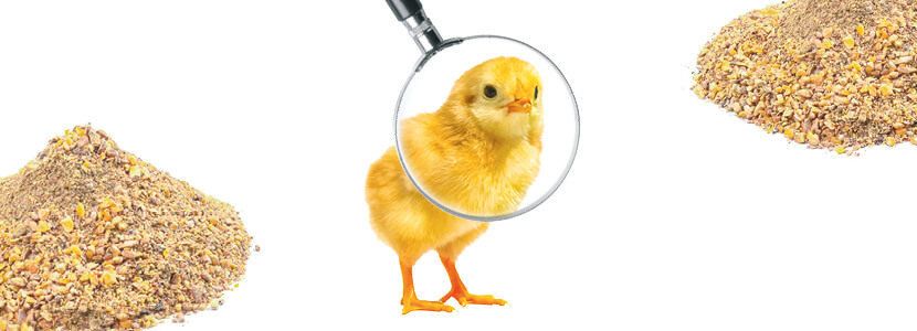 Presentación física del alimento: efectos sobre la calidad de canal de pollos