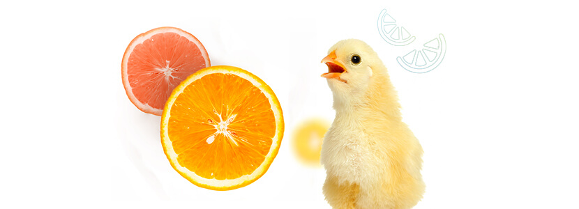 Flavonoides cítricos: una herramienta fehaciente en avicultura