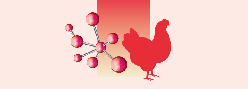 Estudio de fuentes de selenio : músculo y tibia de pollos de engorde
