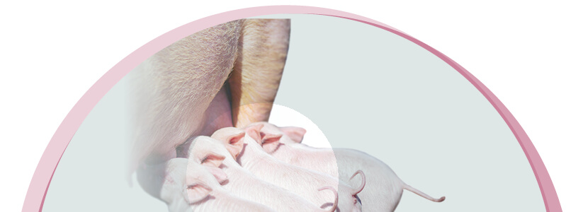 Oportunidades de la transferencia materna en porcino