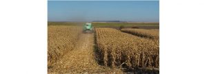 Gobierno de Ecuador fija precio del maíz: Sector industrial discrepa